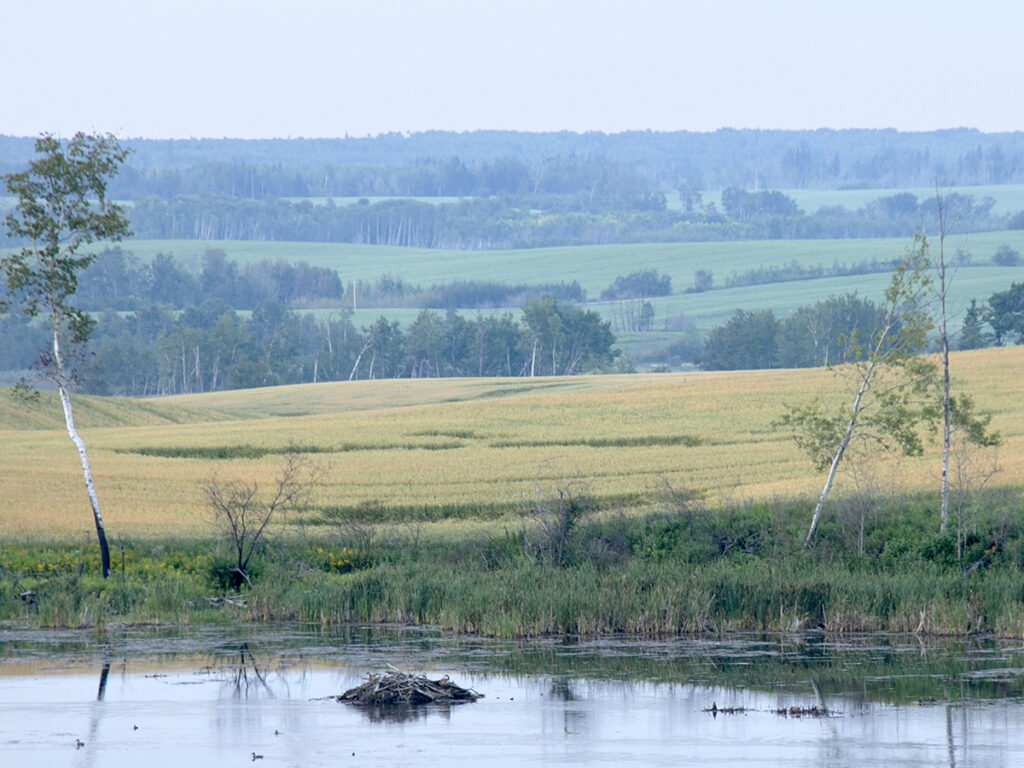 A view of a pond with a wheat field in the background.