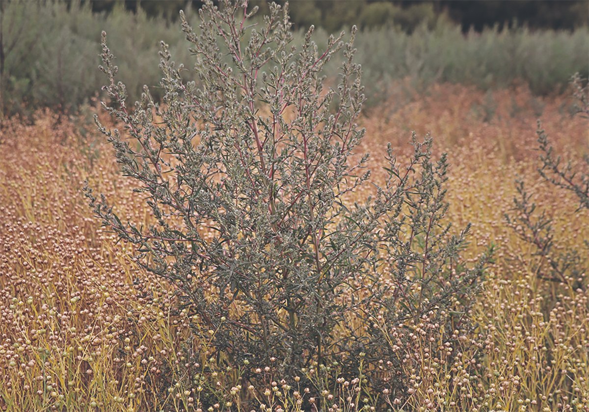 A large kochia plant stands above the crop around it.