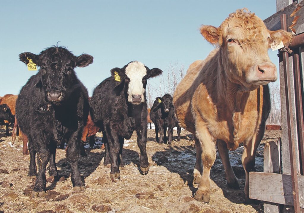 Cattle stand on the frozen ground in an outdoor pen looking curiously at the camera located near ground level.