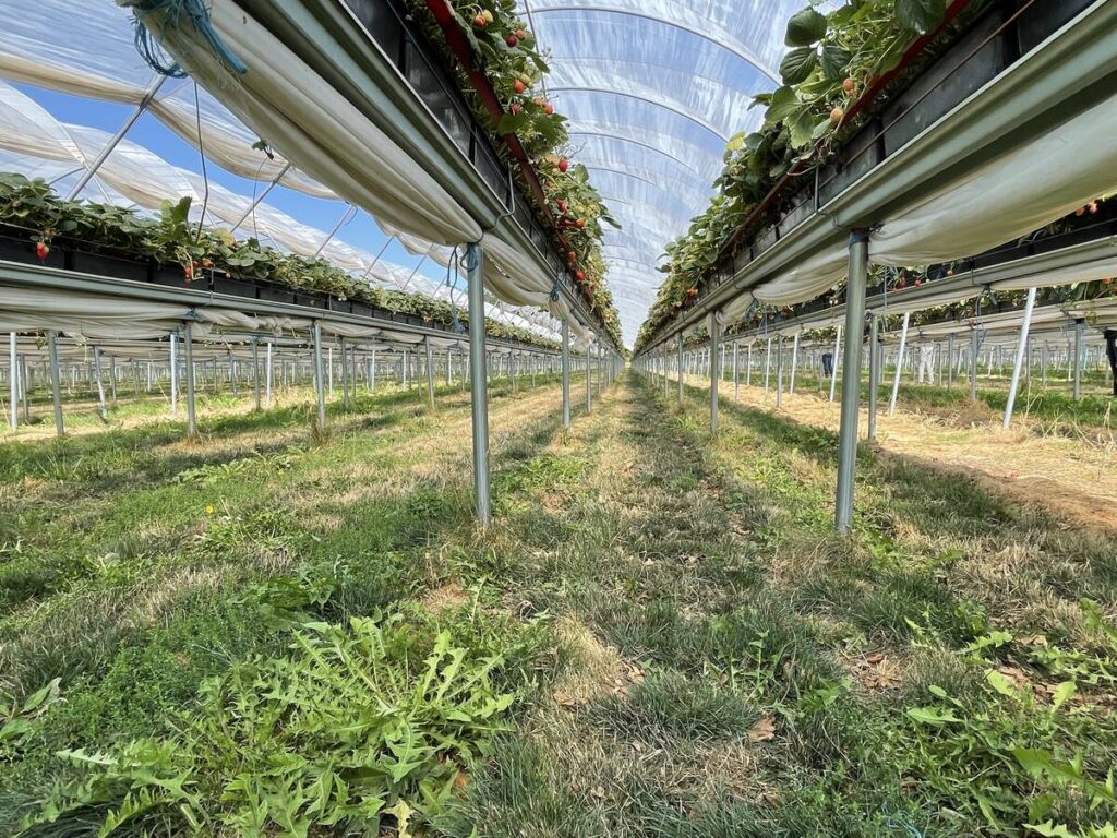 High tunnel strawberry production in Ontario. photo by Lilian Schaer 