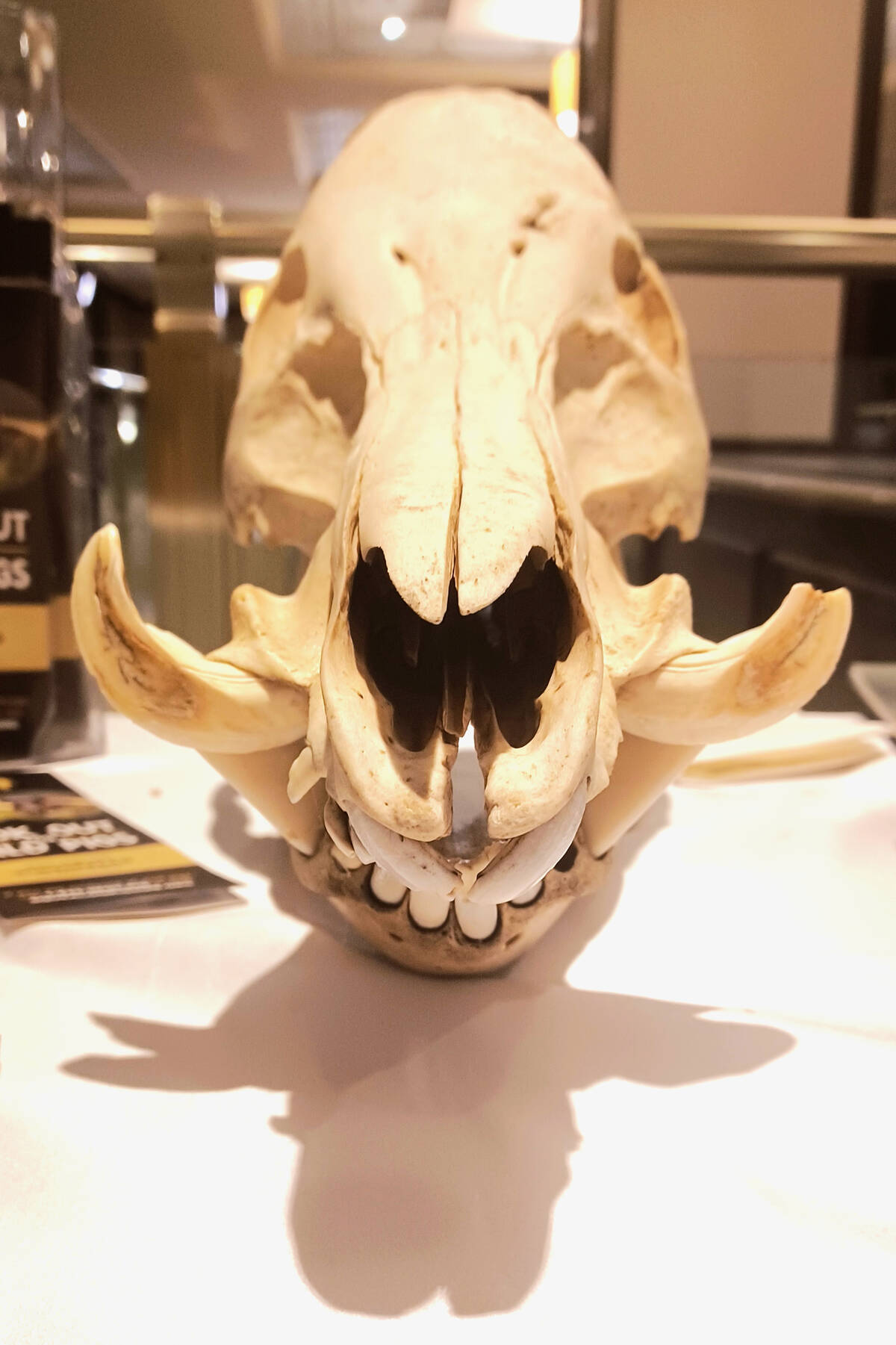 The skull of a wild pig sits on a table on display.