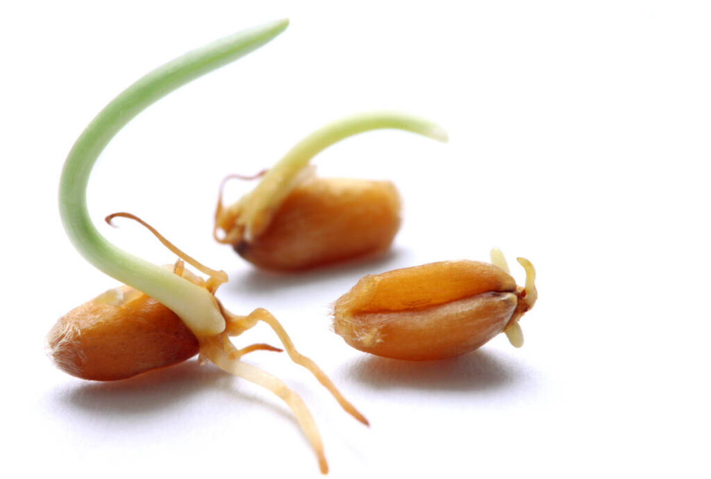 Close-up of three sprouting wheat kernels on a white surface.