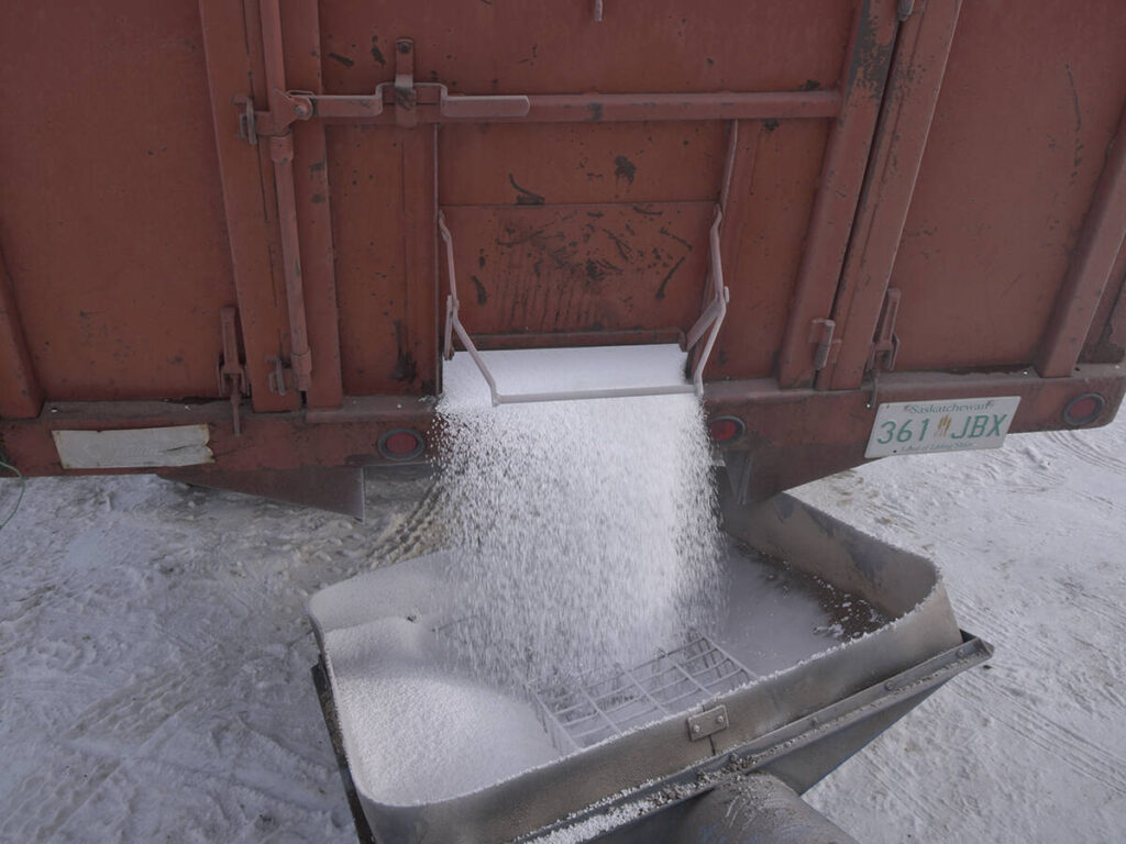 White fertilizer pours from the back of a red, raised truck box into the hopper of an auger.