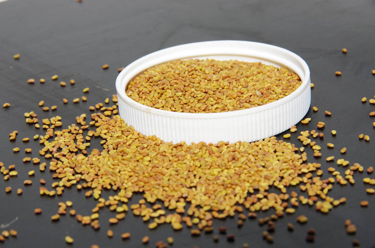 A sample of alfalfa seed sits in a white plastic lid on a dark surface. Some of the seed has spilled out of the lid onto the surface beneath it.
