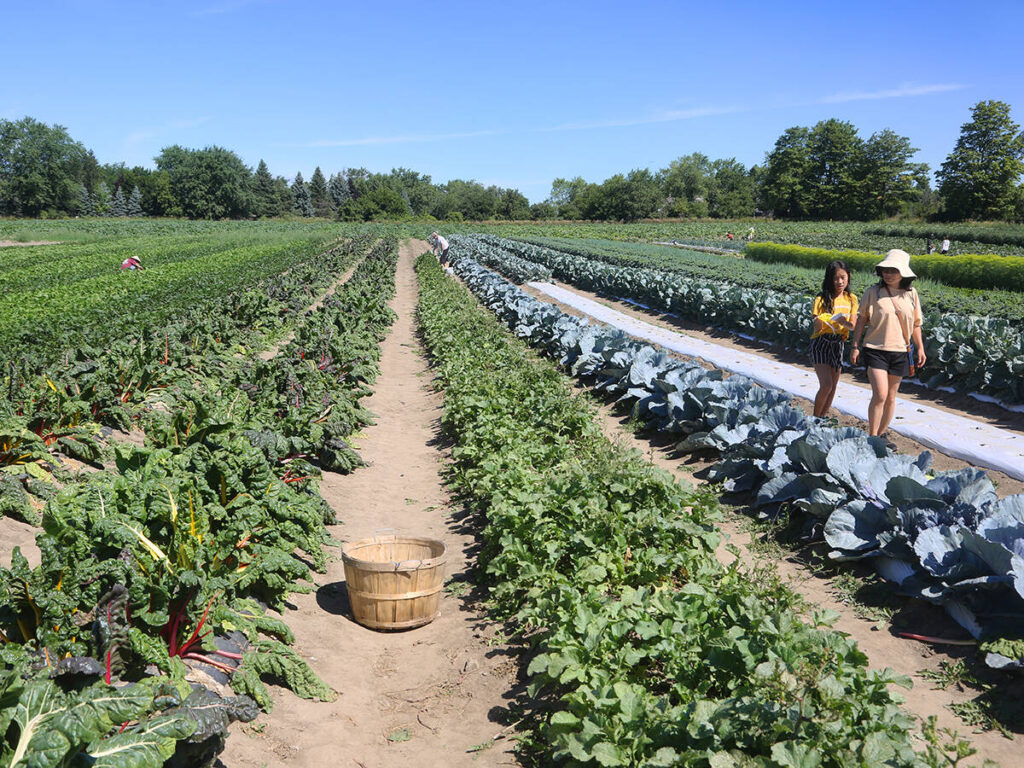 A wicker basket sits between rows of vegetables growing at a farm near Markham, Ontario on a sunny day.