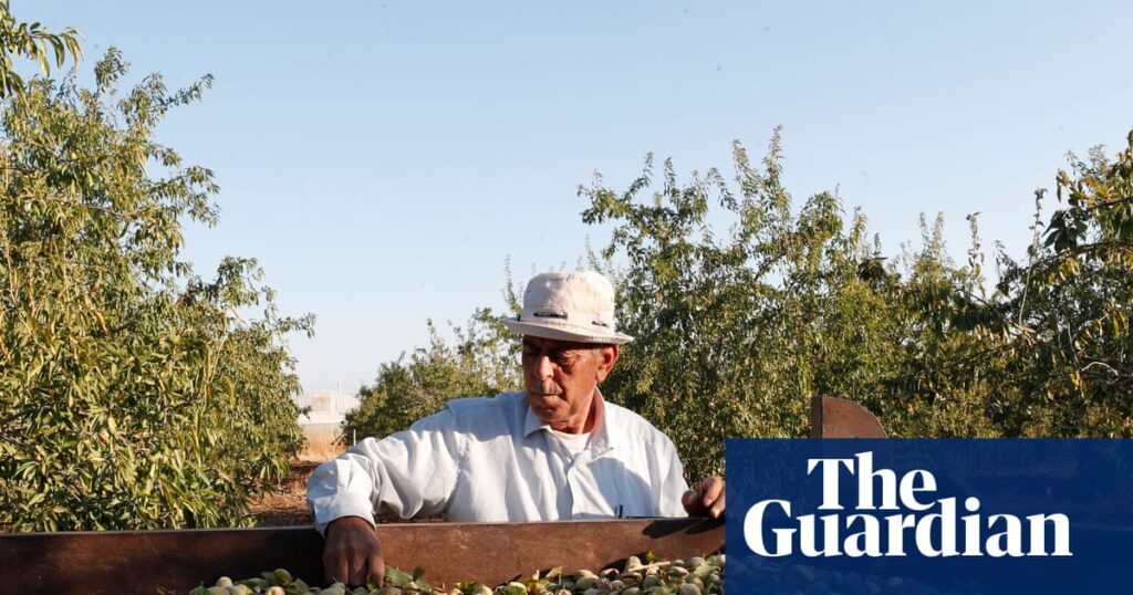 Palestinian food brand says UK sales up 50% as shoppers show solidarity | Palestine