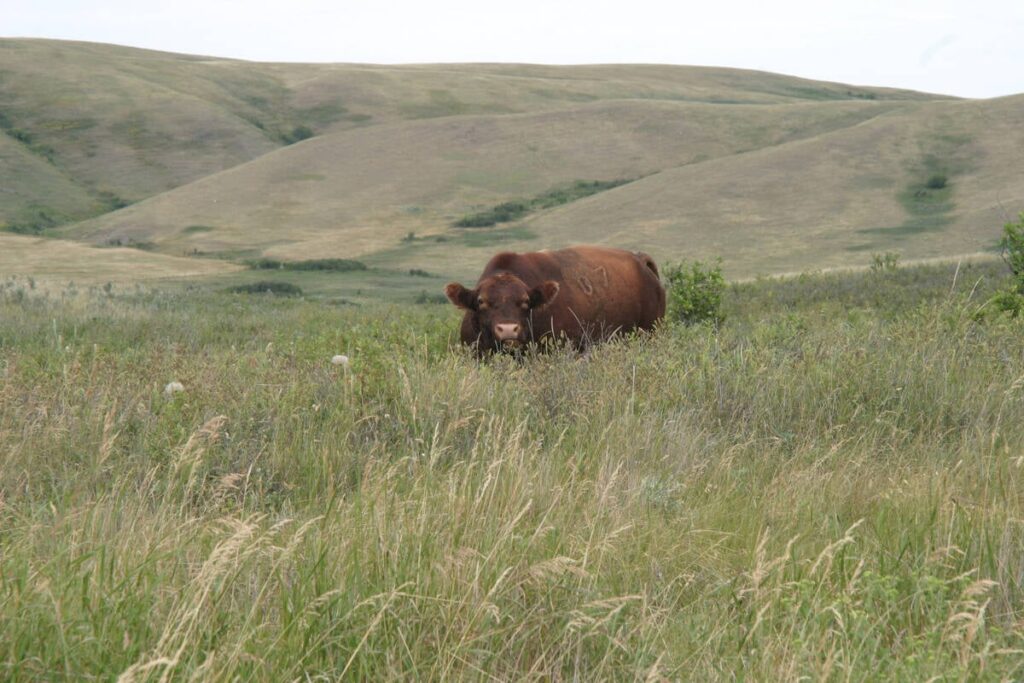 A bull chews contentedly in a lush pasture.