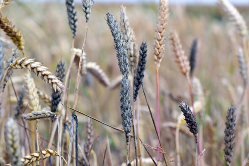 Sooty mould on wheat ears caused by Cladosporium herbarum and Alternaria alternata, fungi that can produce mycotoxins in cereals