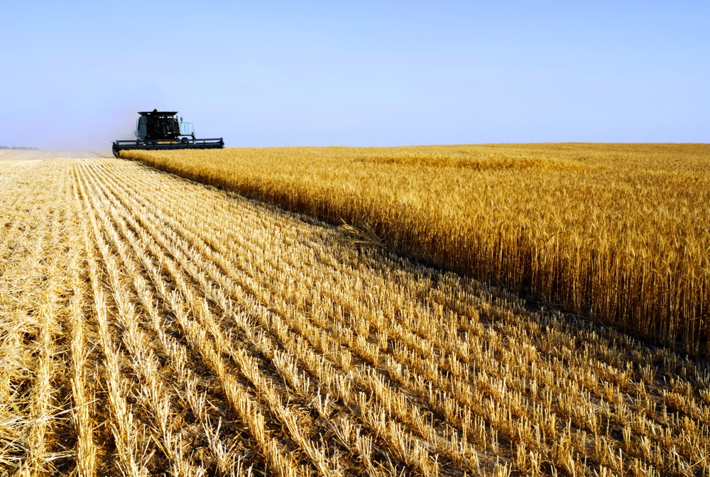 Saskatchewan harvest nearing completion: Report