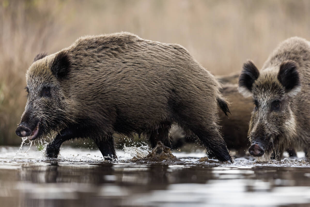 A wild boar walks through some shallow water with two more behind it.
