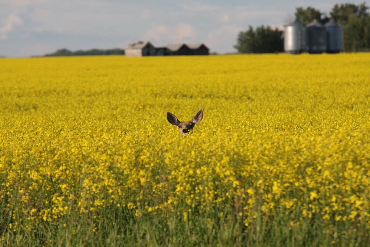A mule deer's eyes and ears are all that is visible as it peaks out of a blooming yellow canola field.