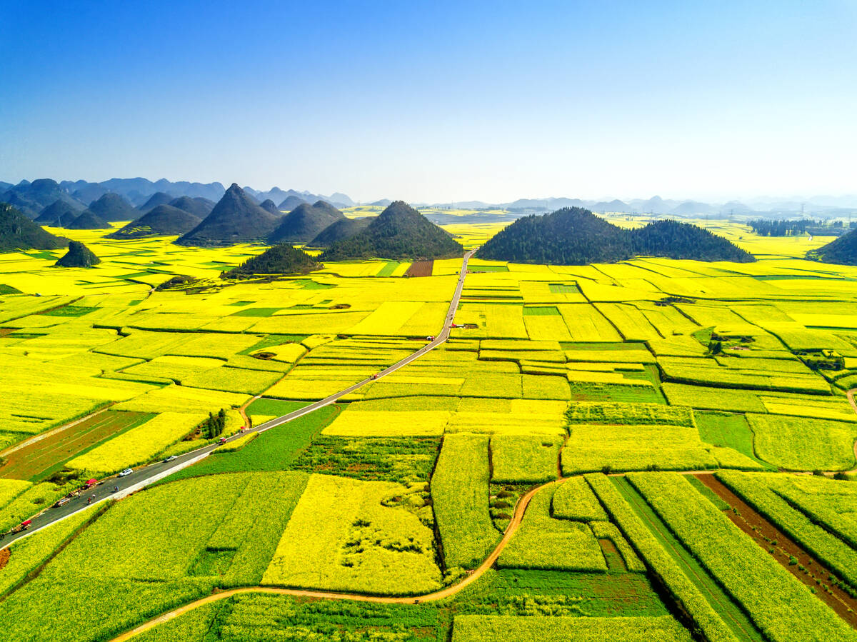 Aerial view of rapeseed fields in Luoping county, Qujing city, southwest of China's Yunnan province, 6 February 2017.
