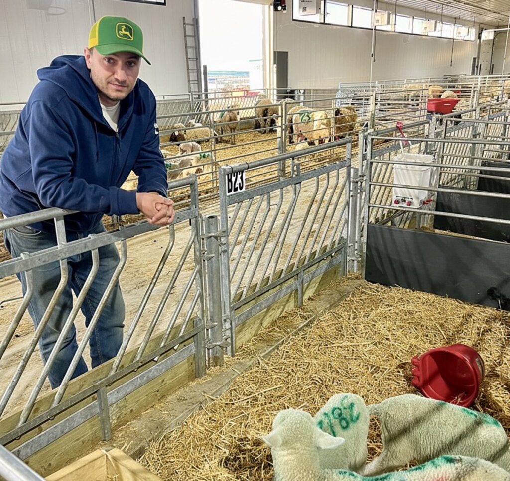 A man in a green and yellow ball cap leans on the side of a galvanized pen, one of many in a large barn, containing sheep lounging on a bed of straw.