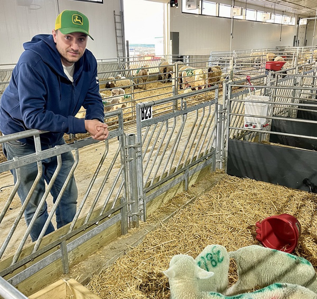 A man in a green and yellow ball cap leans on the side of a galvanized pen, one of many in a large barn, containing sheep lounging on a bed of straw.