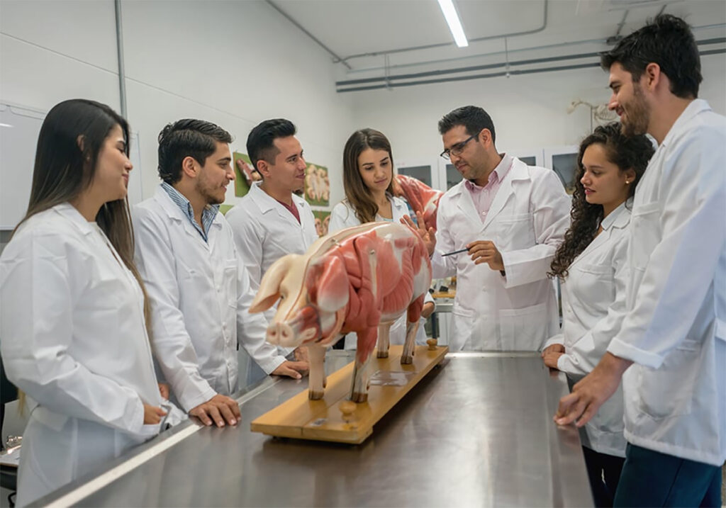 A group of veterinary medicine students in white lab coats stand around a stainless steel exam table with an anatomically correct model of a small pig on it showing the animal