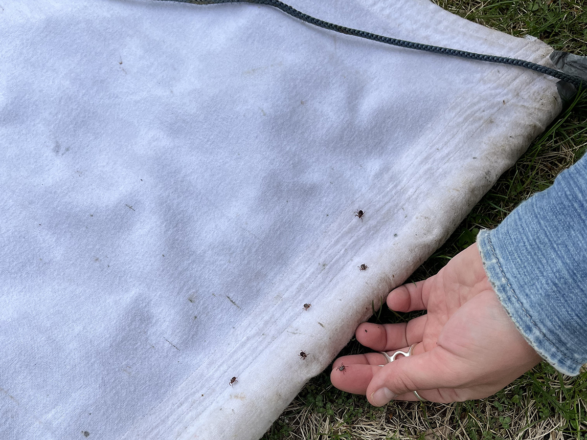 The hand of a researcher is holding a tick on her index finger next to a a piece of flannel used to trap the ticks. Several other ticks are visible on the light-coloured flannel.