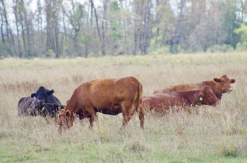 Cows graze fall pasture near Glenboro, Man. PHOTO: ALEXIS STOCKFORD