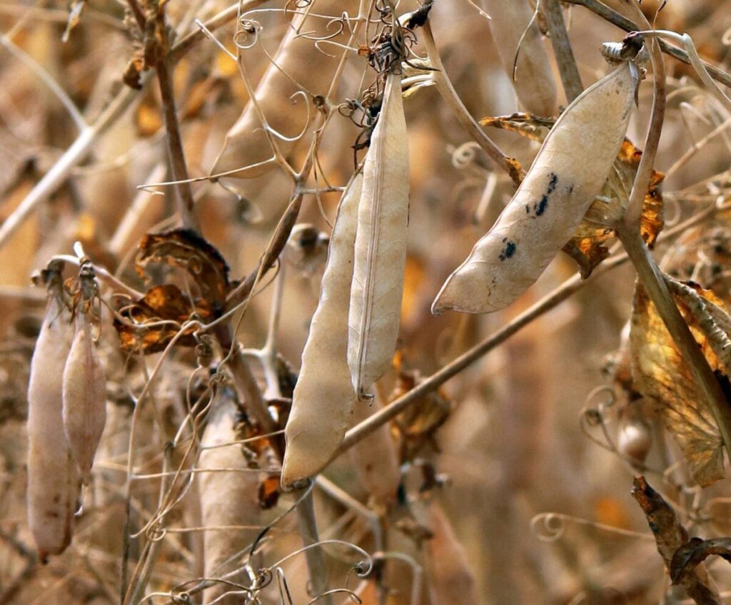 Last used Sept 15, 2022 The American pea harvest is estimated to be 747,210 tonnes this year, a far cry from the 387,780 tonnes produced during last year&rsquo;s drought. SKL Last used Oct 14, 2021. An Israeli company hopes its new high-protein yellow pea variety can be registered next year and Ripe yellow peas on the plant ready to be harvested.