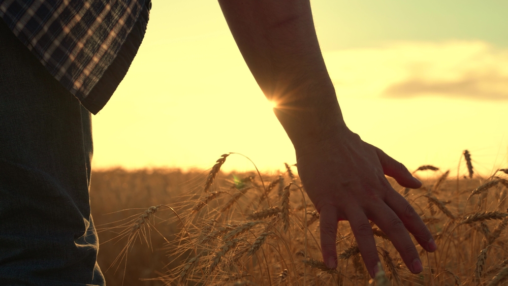 UK food system needs wartime-scale reset to protect economy and NHS