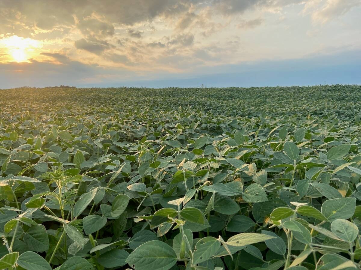A field of soybeans.