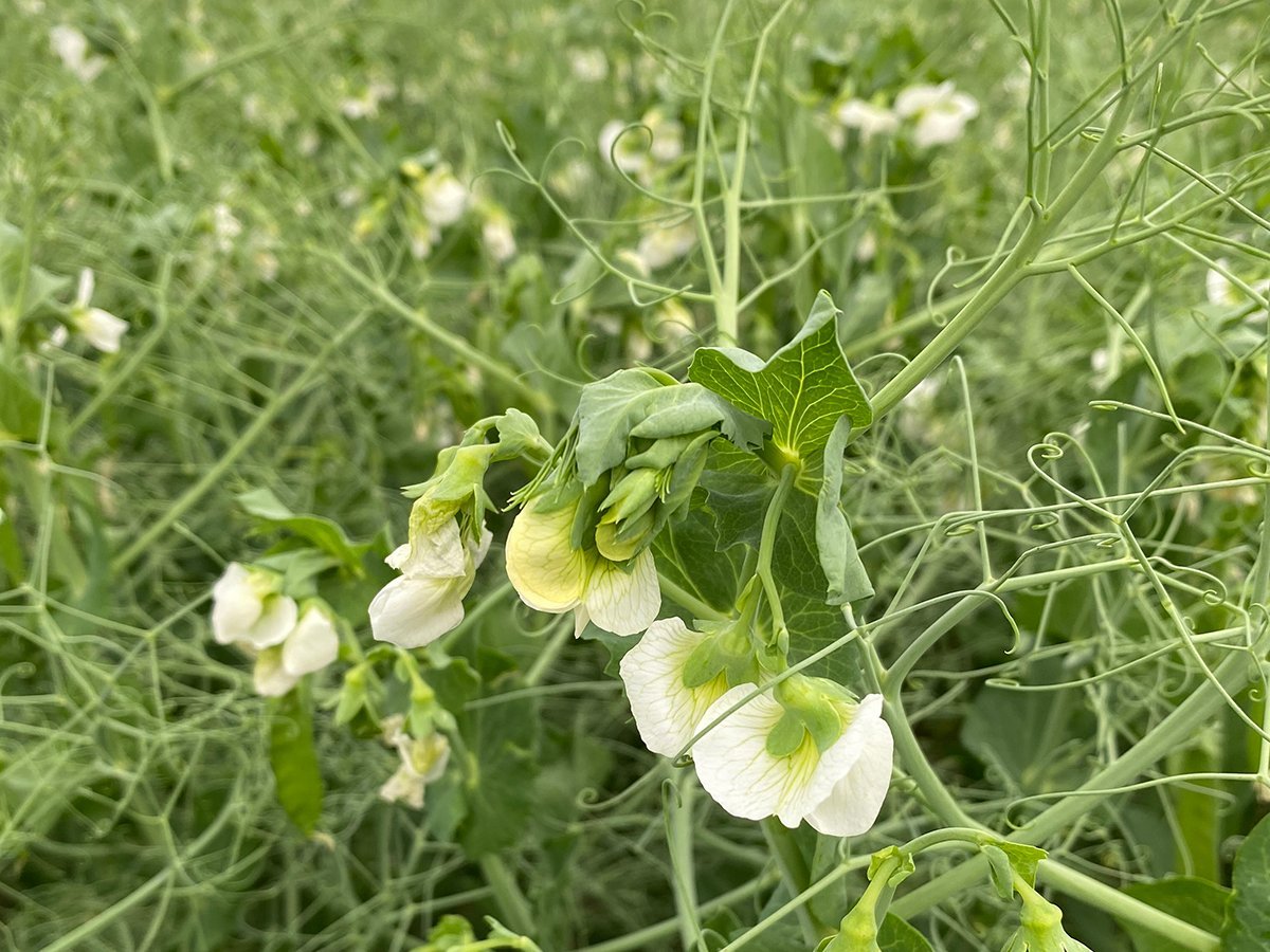 A yellow pea plant with white blooms on it.