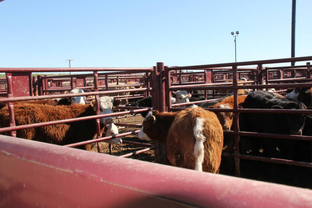 Cattle stand in outdoor pens at an auction mart under a blue sky.