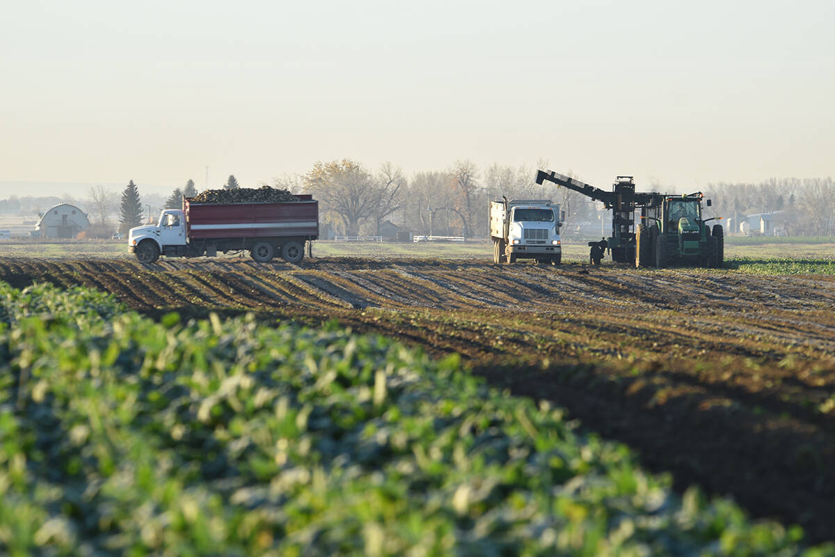 A truck carrying freshly dug sugar beets exits a field north of Lethbridge while another drives alongside a tractor pulling a harvester waiting for its box to be filled by the auger hovering above.