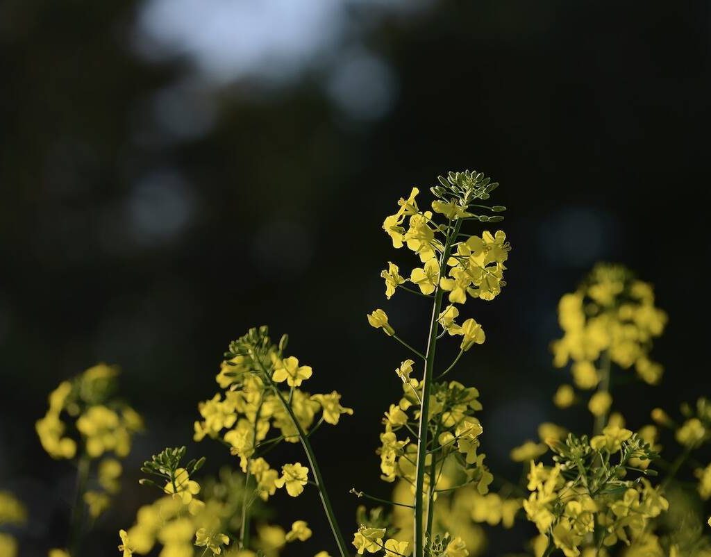 Canola flowers against a dark background of trees.