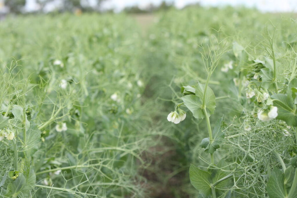 Field peas in flower at a Discovery Farm demonstration plot on July 4, 2023.