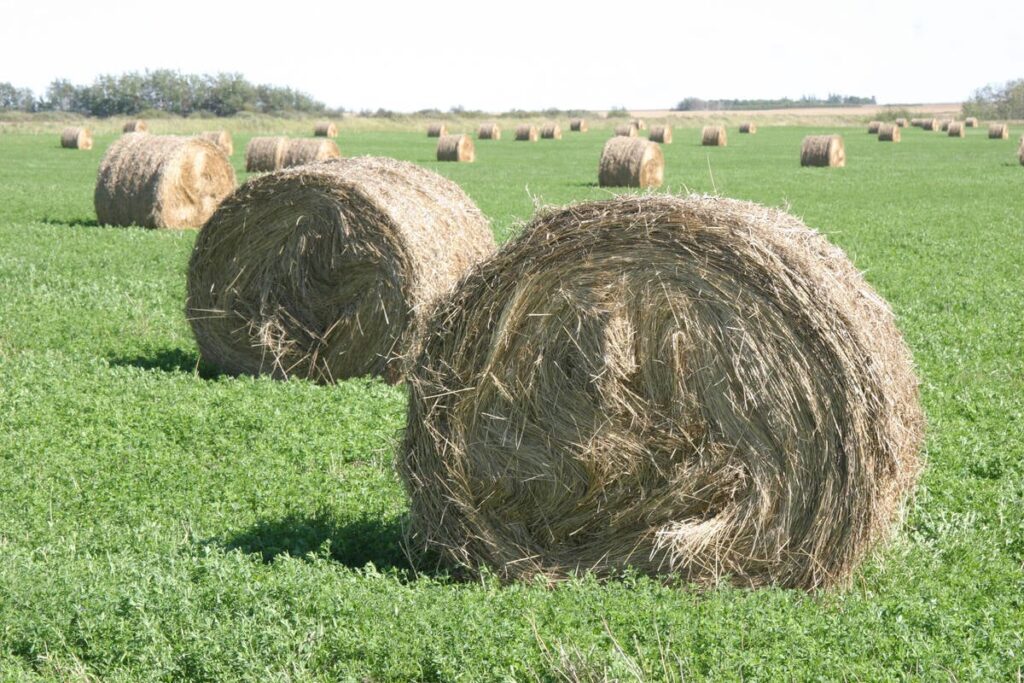 Large round bales sit in a lush green field.