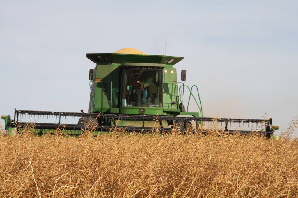 A green combine harvests a thick crop of yellow mustard northwest of Pense, Saskatchewan.