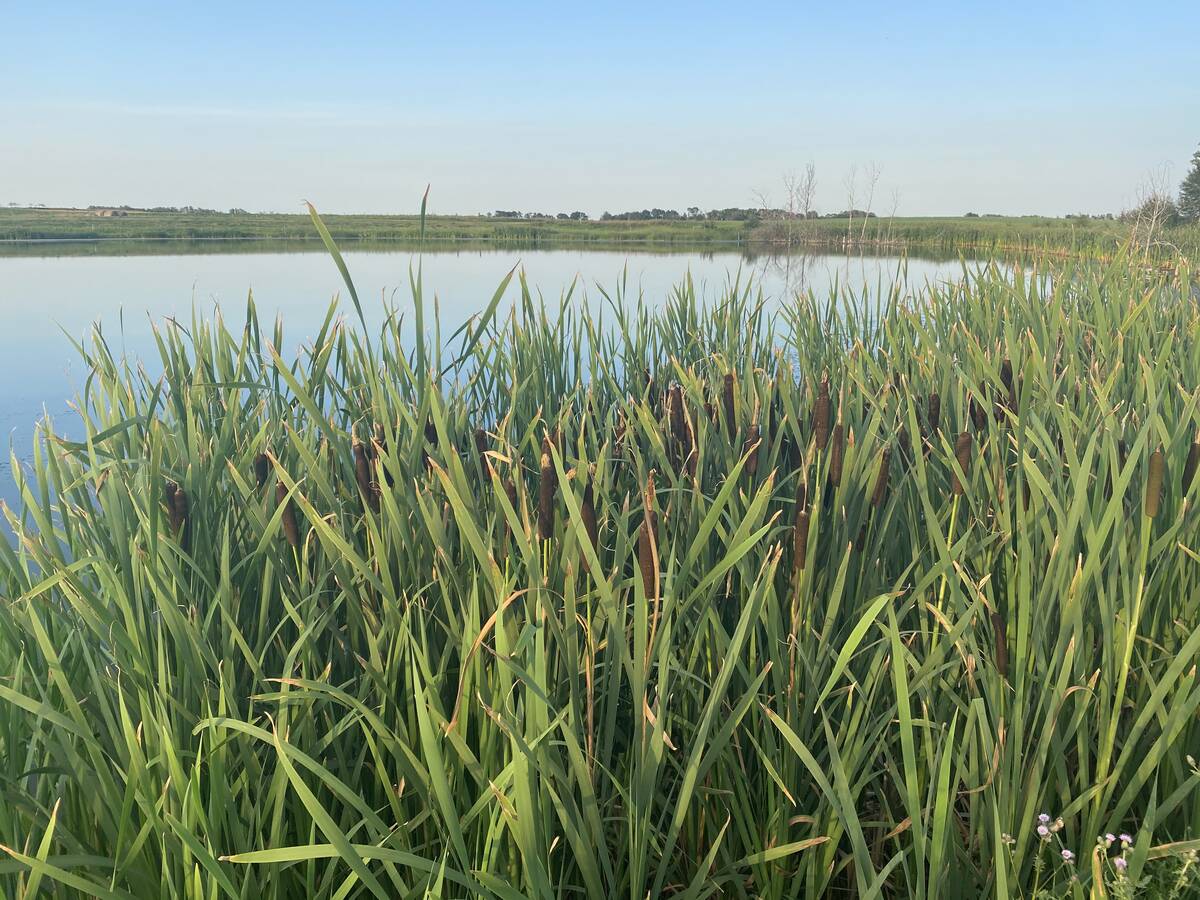 Some bullrushes in the foreground and a slough behind them.
