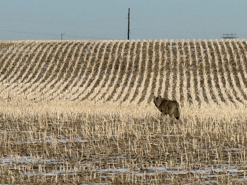 A coyote stops to look back at a passing vehicle from amidst the rows of a harvested field just southwest of Saskatoon, Saskatchewan.