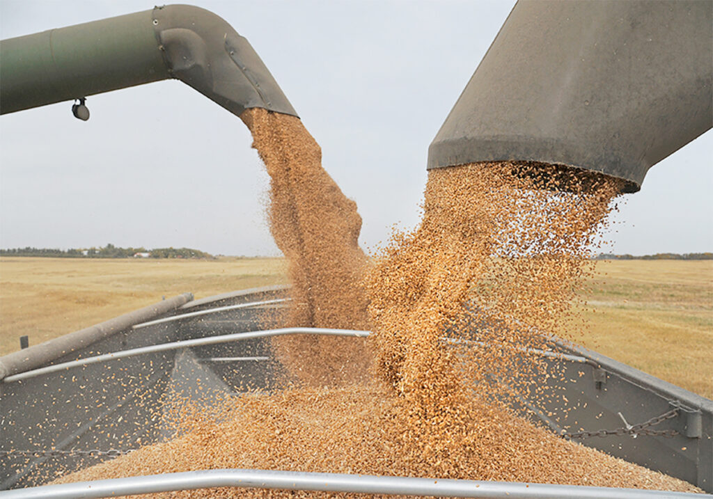 Two combine augers fill a grain truck with wheat simultaneously, one from each side of the vehicle.