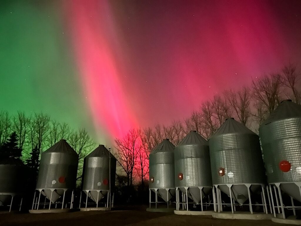 Brilliant aurora paint the sky in shades of red and green above some grain bins on hopper bottoms north of Rosetown, Saskatchewan November 11, 2025.