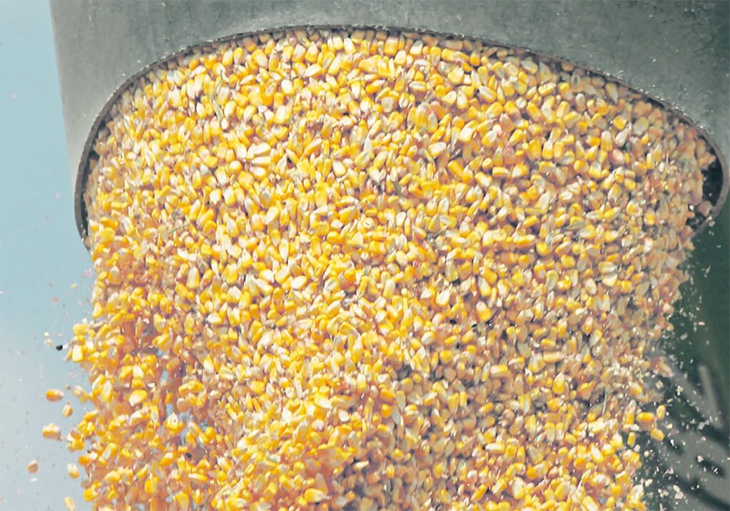 A close-up of the corn kernels flowing out the head of an auger into and unseen grain truck beneath.