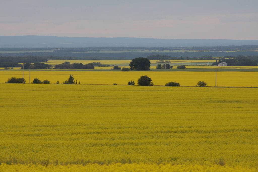 A shot from higher up on a hill of fields of blooming canola for as far as the eye can see.