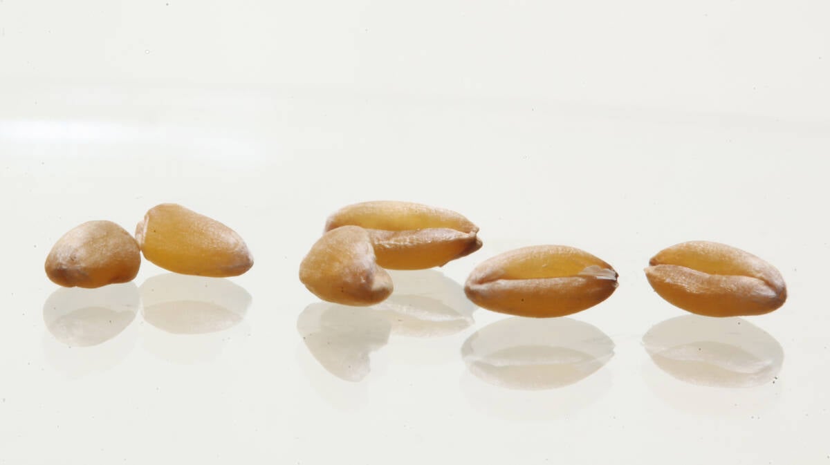 A close-up of wheat kernels sitting on a white surface.