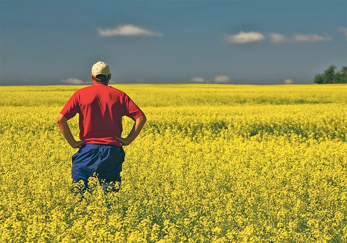 A farmer in a red shirt and ball cap stands, with hands on his hips, in the middle of a brilliant yellow canola field in full bloom.