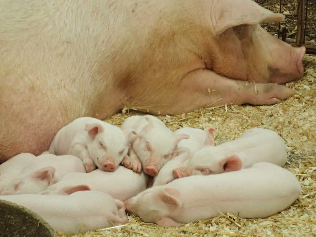 A sow rests on wood chips in a pen with 7 or eight sleeping piglets in the foreground.