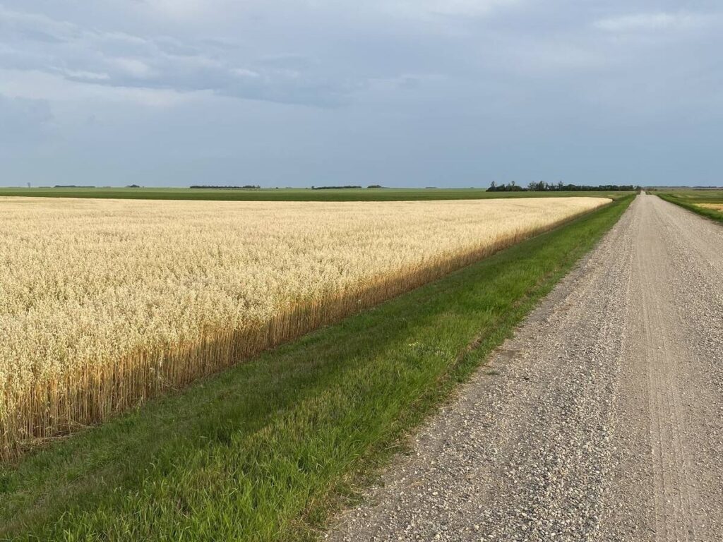 A field of ripe oats beside a grid road that disappears into the distance.
