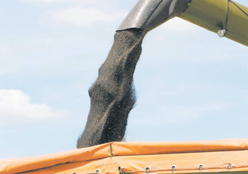 Canola seed flows from an auger into the box of a grain truck during harvest.