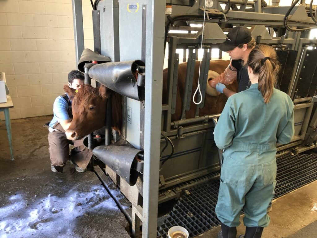 Three veterinarians work around a cow in a squeeze, one vet has his right arm in the cow