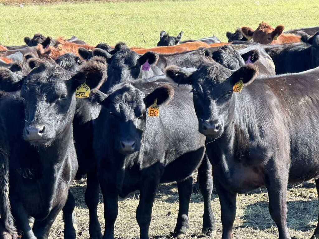 A herd of black cattle stares curiously at the photographer who is obviously inside the pasture with them.