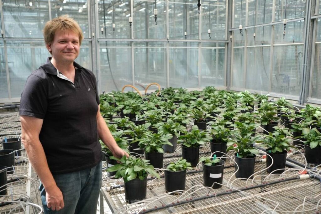 A female researcher stands beside a couple dozen potted potato plants inside a greenhouse.