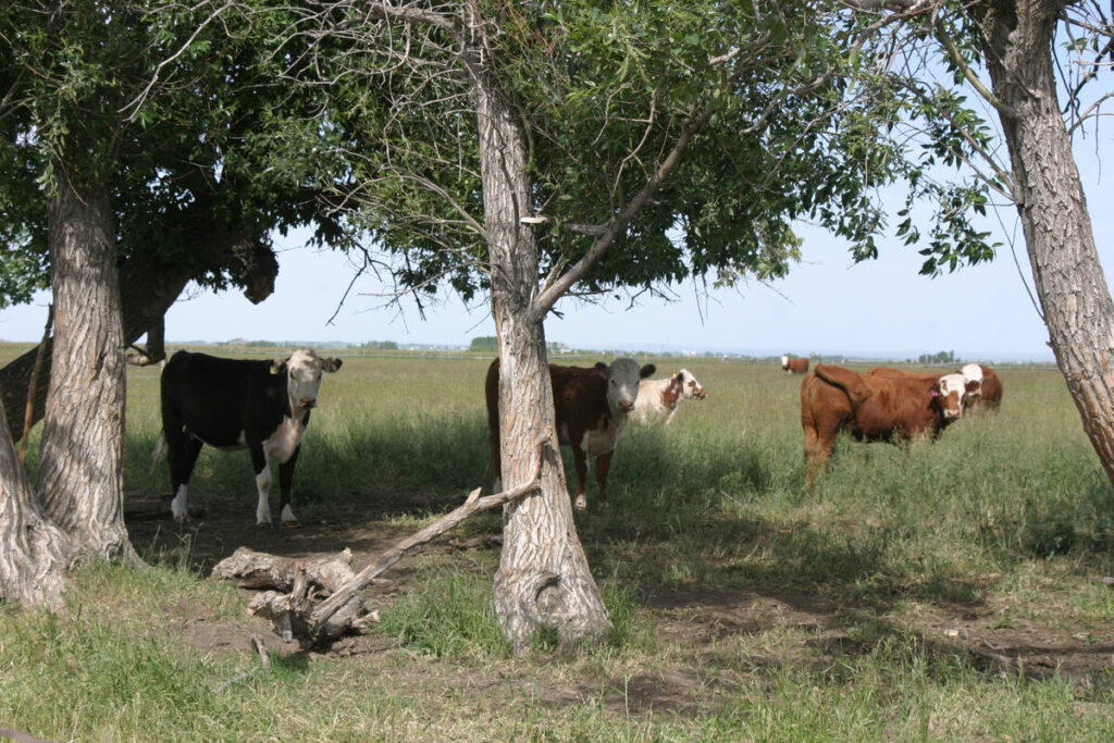 A herd of cow calf pairs seek some shade from a 30 Celsius day in southwestern Alberta.