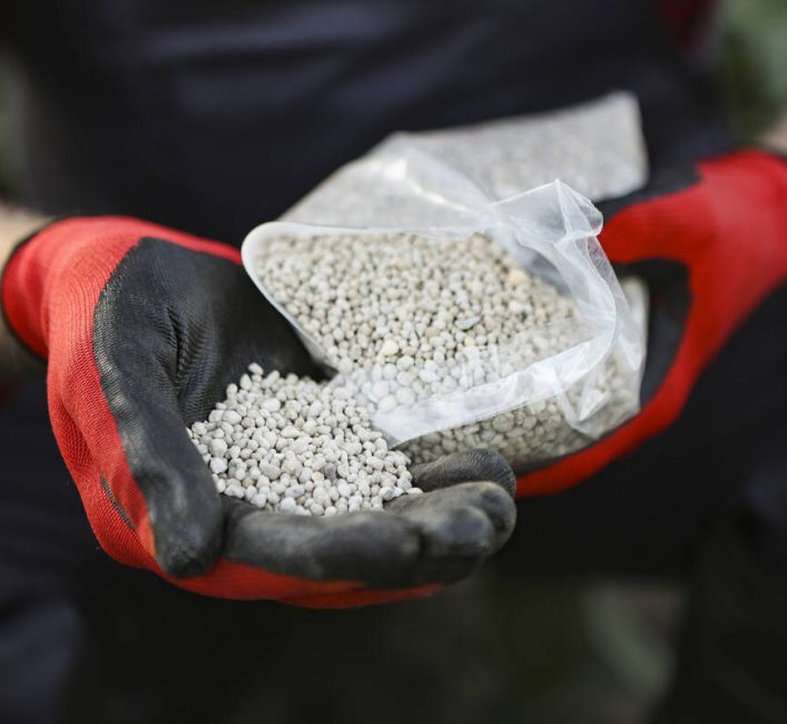A man wearing gloves pours some fertilizer from a plastic bag into his cupped hand.