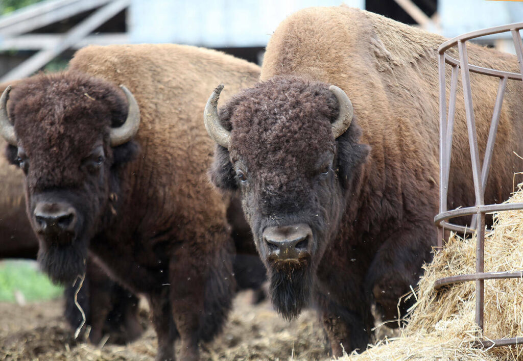 Two bison stand next to a bale feeder in a pen.