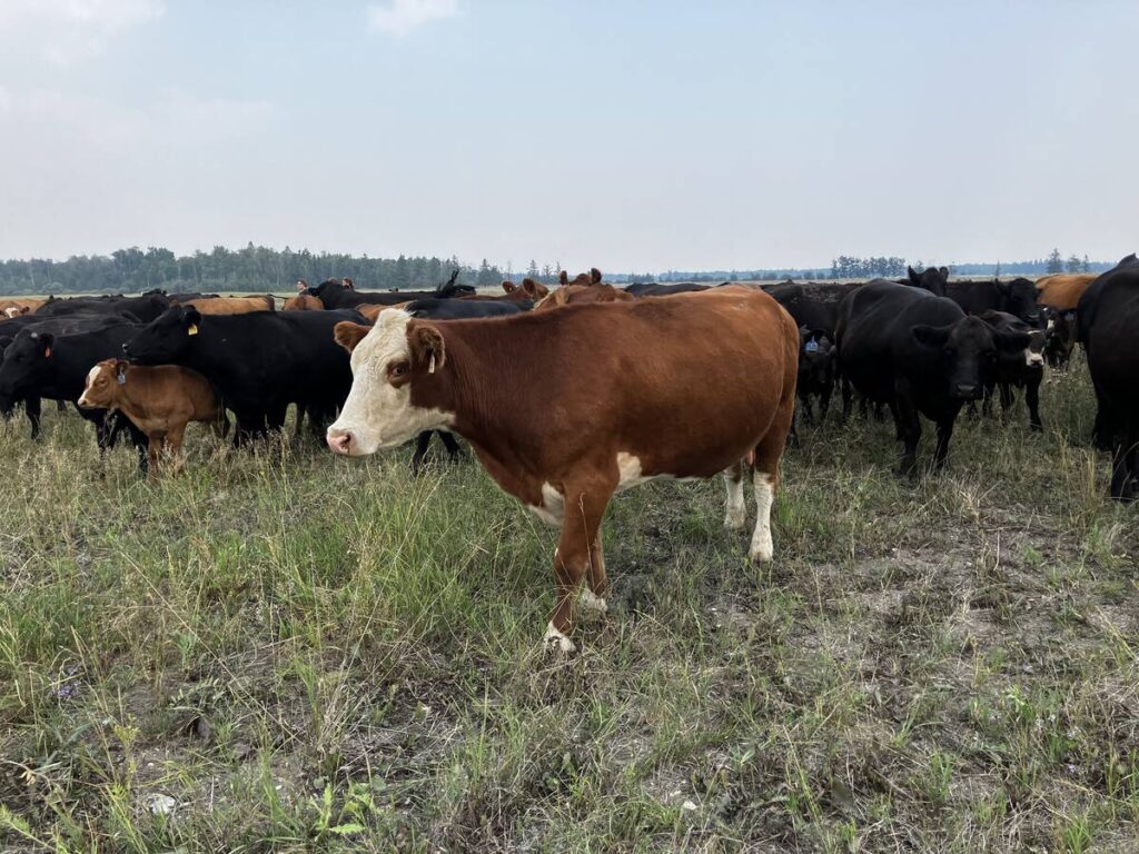 Cows grazing on a pasture north of Gimli, Manitoba in July 2025.