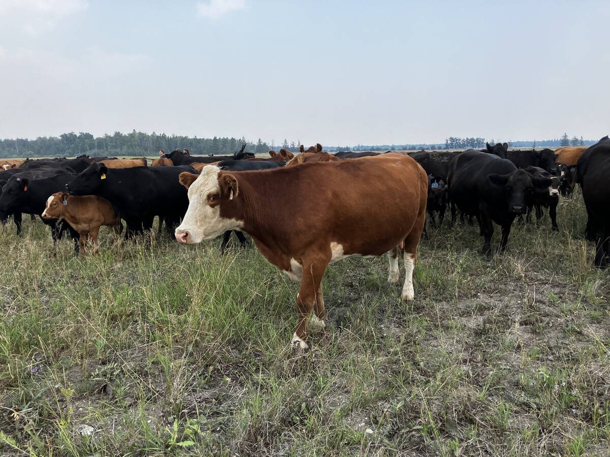Cows grazing on a pasture north of Gimli, Manitoba in July 2025.